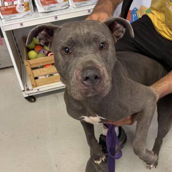 Addie -  Pit Bull Terrier Dog for Adoption in Lake Jackson, Texas - Addie | PetCurious