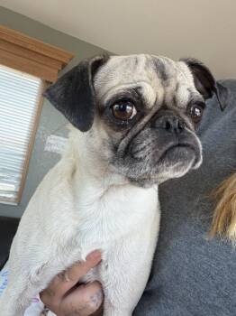 Cinnamon -  Pug Dog for Adoption in Deming, New Mexico - Cinnamon | PetCurious
