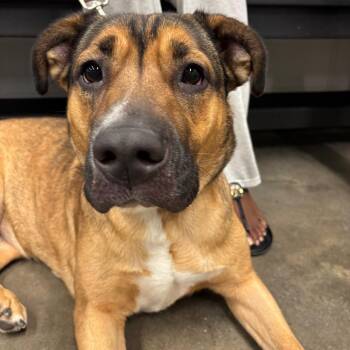 Kora -  German Shepherd Dog and Terrier Dog for Adoption in Tampa, Florida - Kora | PetCurious