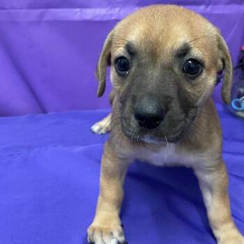 Mixed Breed Dogs Available for Adoption in North Myrtle Beach, South Carolina - Oceane | PetCurious