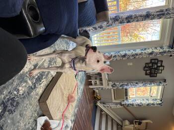 Rescue American Staffordshire Terrier and Dogo Argentino Dogs for Adoption in Kennebunk, Maine - TIFF | PetCurious