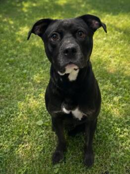 DARLA -  Pit Bull Terrier Dog for Adoption - DARLA | PetCurious