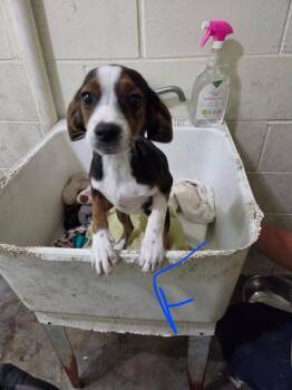 Jeannie -  Beagle Dog for Adoption in Irwin, Pennsylvania - Jeannie | PetCurious