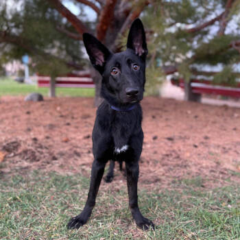 Rescue Shepherd and Mixed Breed Dogs for Adoption in Fargo, North Dakota - Annalise | PetCurious