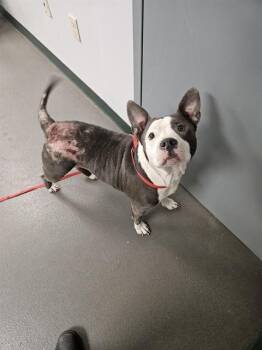 Pit Bull Terrier Dogs Available for Adoption in Corpus Christi, Texas - COOKIE | PetCurious