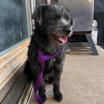 Annie -  Terrier and Mixed Breed Dog Available for Adoption in TIMBERCRK CYN, Texas - Annie | PetCurious