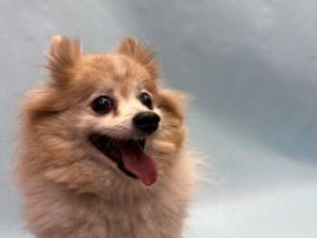 Lexi -  Pomeranian and Mixed Breed Dog for Adoption in Golden Valley, Minnesota - Lexi | PetCurious