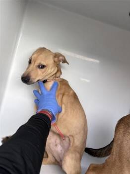 A661403 -  Labrador Retriever and Siberian Husky Dog for Adoption in Houston, Texas - A661403 | PetCurious