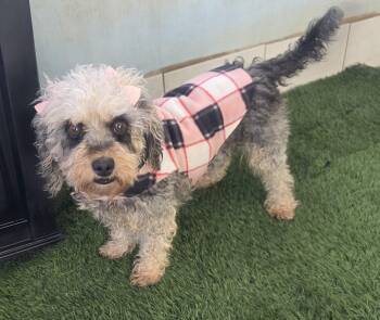 Maltipoo Dogs Available for Adoption in Fallbrook, California - Sophy | PetCurious