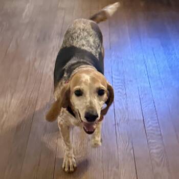 Jamie -  Beagle Dog for Adoption in Stoughton, Massachusetts - Jamie | PetCurious