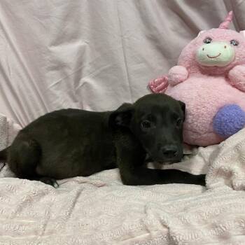 NIKE -  Border Collie and Mixed Breed Dog for Adoption in Modesto, California - NIKE | PetCurious