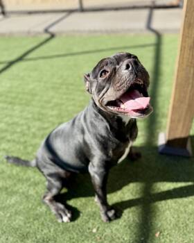 Rescue Boxer Dogs for Adoption in Topeka, Kansas - Poppy | PetCurious