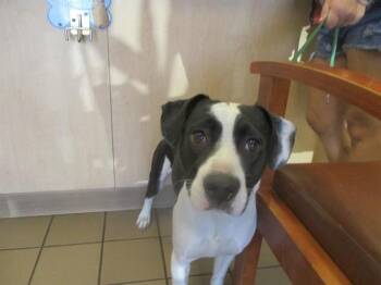 Labrador Retriever Dogs Available for Adoption - CHIVE | PetCurious