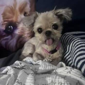 Lima Bean -  Shih Tzu Dog for Adoption in Houston, Texas - Lima Bean | PetCurious