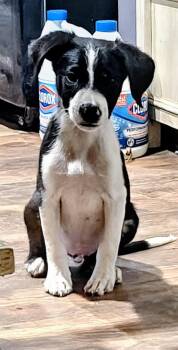 Rescue Border Collie Dogs for Adoption in Clarksville, Tennessee - Boogie | PetCurious