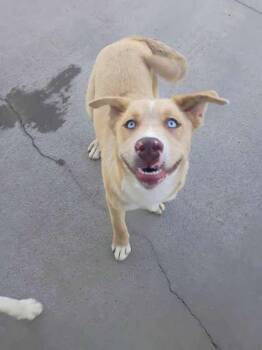 Simon -  Mixed Breed Dog for Adoption in Beatrice, Nebraska - Simon | PetCurious