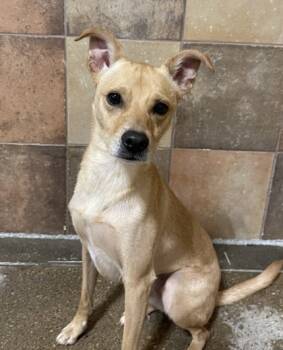 Rescue Mixed Breed Dogs for Adoption in Fort Worth, Texas - Danny | PetCurious