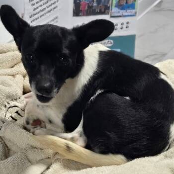 Rescue Rat Terrier and Chihuahua Dogs for Adoption in Baldwin, Wisconsin - Mary | PetCurious