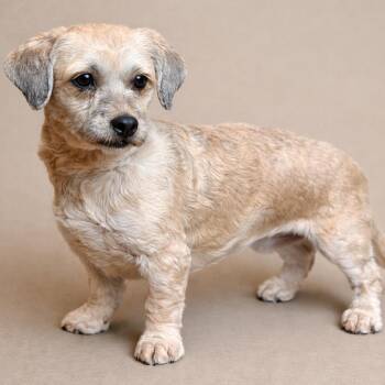Shih Tzu and Dachshund Dogs Available for Adoption - Matcha: A Little Fighter With A  Big Heart | PetCurious