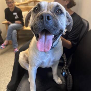 Boxer Dogs Available for Adoption - Ruth | PetCurious