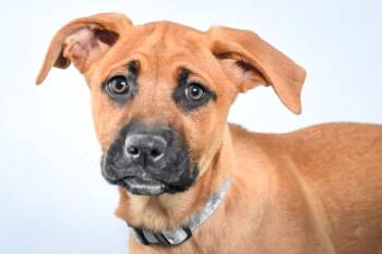 Black Mouth Cur and Mixed Breed Dogs Available for Adoption in Loveland, Colorado - OYSTER | PetCurious