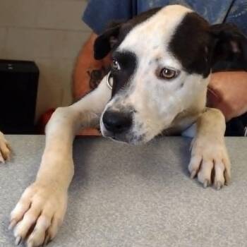 Myles -  Pit Bull Terrier and Mixed Breed Dog for Adoption in Nashville, Tennessee - Myles | PetCurious