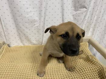 German Shepherd Dog Dogs Available for Adoption in Modesto, California - A611004 | PetCurious