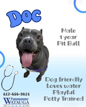 Doc -  American Bully Dog for Adoption in Watauga, Texas - Doc | PetCurious