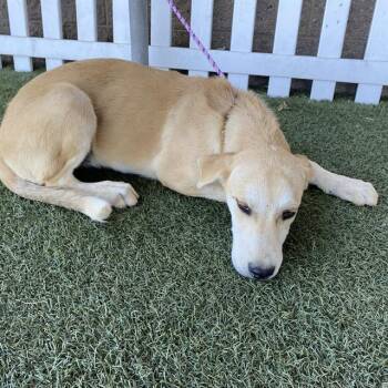A613187 -  Great Pyrenees and Border Collie Dog for Adoption in Modesto, California - A613187 | PetCurious