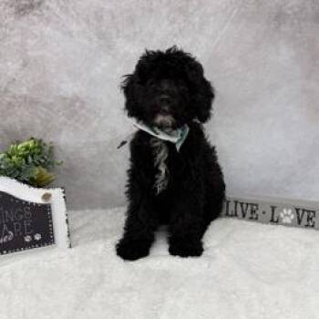 Raisin -  Poodle and Mixed Breed Dog for Adoption in Madison, Wisconsin - Raisin | PetCurious