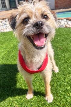 AURORA (RO) -  Brussels Griffon and Border Terrier Dog for Adoption in Dallas, Texas - AURORA (RO) | PetCurious