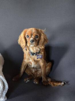 Cavalier King Charles Spaniel Dogs Available for Adoption in Sioux Falls, South Dakota - Chester | PetCurious