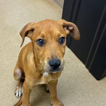 Mustard -  Hound and Mixed Breed Dog for Adoption in Corpus Christi, Texas - Mustard | PetCurious