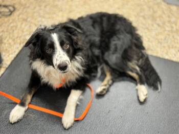 Rescue Border Collie and Australian Shepherd Dogs for Adoption in Hackensack, Minnesota - Oryan | PetCurious