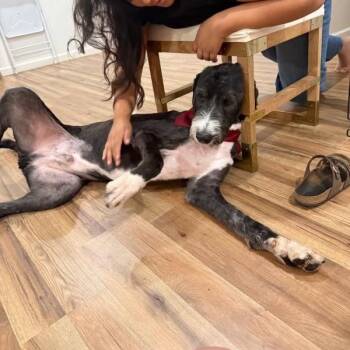 Benji Adams -  Standard Poodle Dog for Adoption in Houston, Texas - Benji Adams | PetCurious