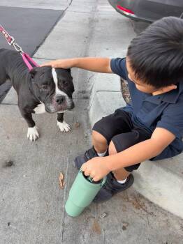 Rescue Pit Bull Terrier Dogs for Adoption in Rancho Santa Margarita, California - Suzy | PetCurious