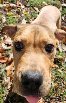 Rescue Shepherd and Pit Bull Terrier Dogs for Adoption in Lewis Center, Ohio - Jack | PetCurious