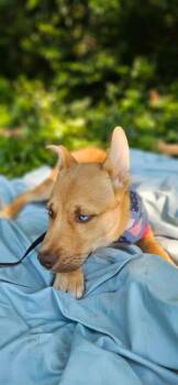 Kodiak -  Husky and Staffordshire Bull Terrier Dog for Adoption in Norfolk, Massachusetts - Kodiak | PetCurious
