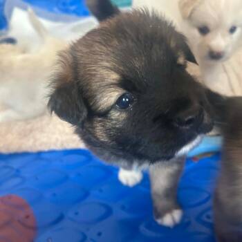 Atlas -  Mixed Breed Dog for Adoption in Frederiksted, St. Croix - Atlas | PetCurious