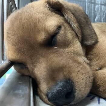 Rusty -  Mixed Breed Dog for Adoption in Parma, Ohio - Rusty | PetCurious