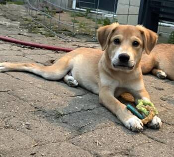 Carmin -  Labrador Retriever Dog for Adoption in Columbus, Ohio - Carmin | PetCurious