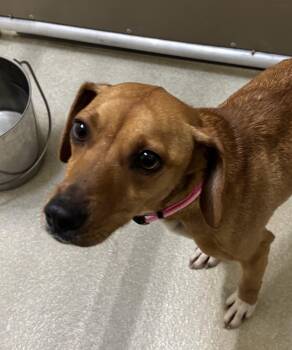 Rescue Terrier Dogs for Adoption in Ashland, Ohio - Maple | PetCurious