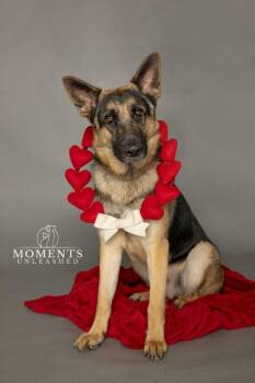 German Shepherd Dog Dogs Available for Adoption - Ruzek | PetCurious