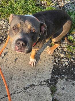 Harper -  Pit Bull Terrier Dog for Adoption in Mckeesport, Pennsylvania - Harper | PetCurious