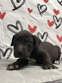 Labrador Retriever and Mixed Breed Dogs Available for Adoption - Gentle Heart | PetCurious