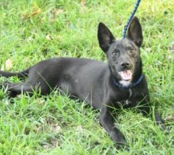 Luna -  German Shepherd Dog and Mixed Breed Dog for Adoption in Kansas City, Missouri - Luna | PetCurious