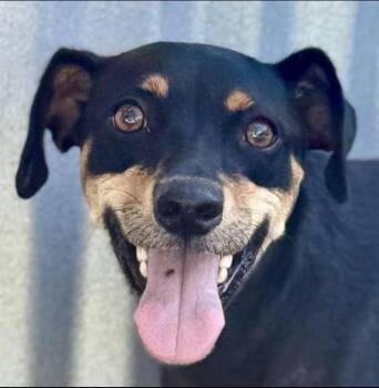 Rescue Australian Kelpie Dogs for Adoption in Hondo, Texas - Glory - Tracy