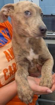 Sally -  Pit Bull Terrier Dog for Adoption in Evansville, Indiana - Sally | PetCurious