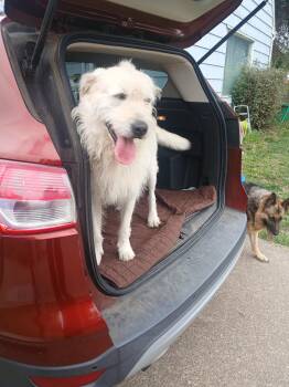 Nikko -  Standard Poodle and Labrador Retriever Dog for Adoption in Albany, Oregon - Nikko | PetCurious