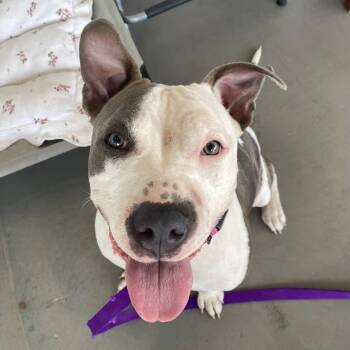 Blair -  American Staffordshire Terrier Dog for Adoption in Salem, New Hampshire - Blair | PetCurious